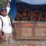 kayu sonokeling ilegal